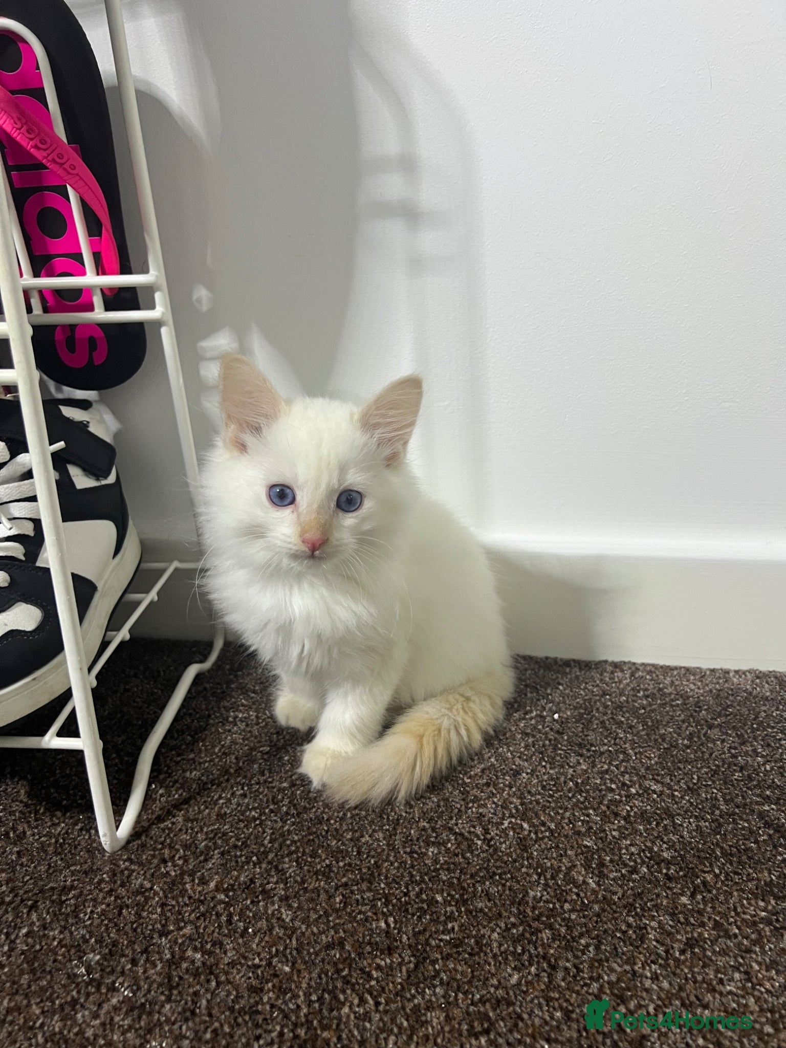 Ragdoll cats 3 month old beautiful kitten  - Advert 5