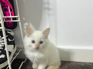 Ragdoll cats 3 month old beautiful kitten - Advert 5