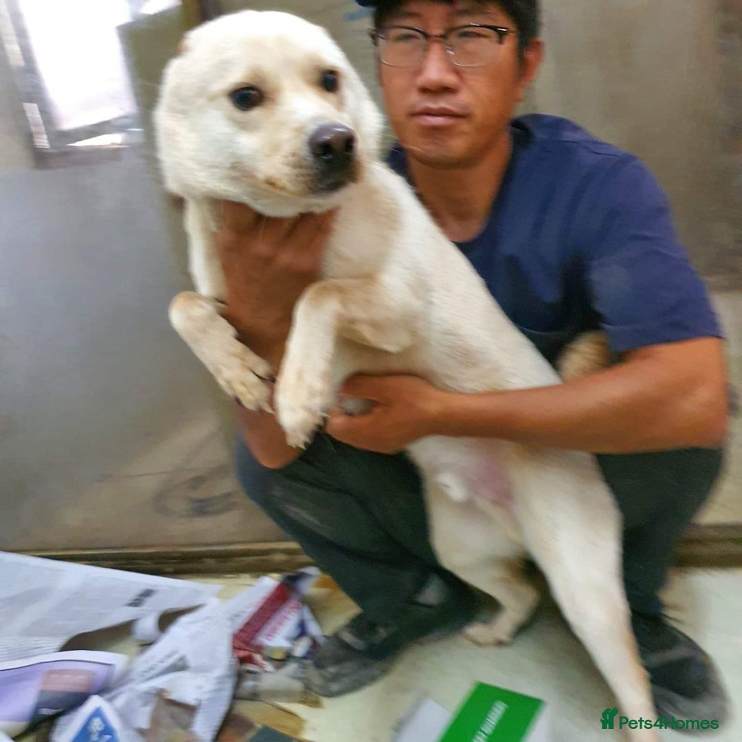 Japanese Shiba Inu dogs for adoption: jimmy 4 shiba mix meat trade survivor in Nottingham - Image 4