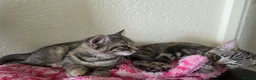 Mixed Breed cats for sale: Miss Aria in Wednesbury - Advert 3