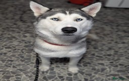 Siberian Husky dogs for stud: Gorgeous boy for stud - Image 2