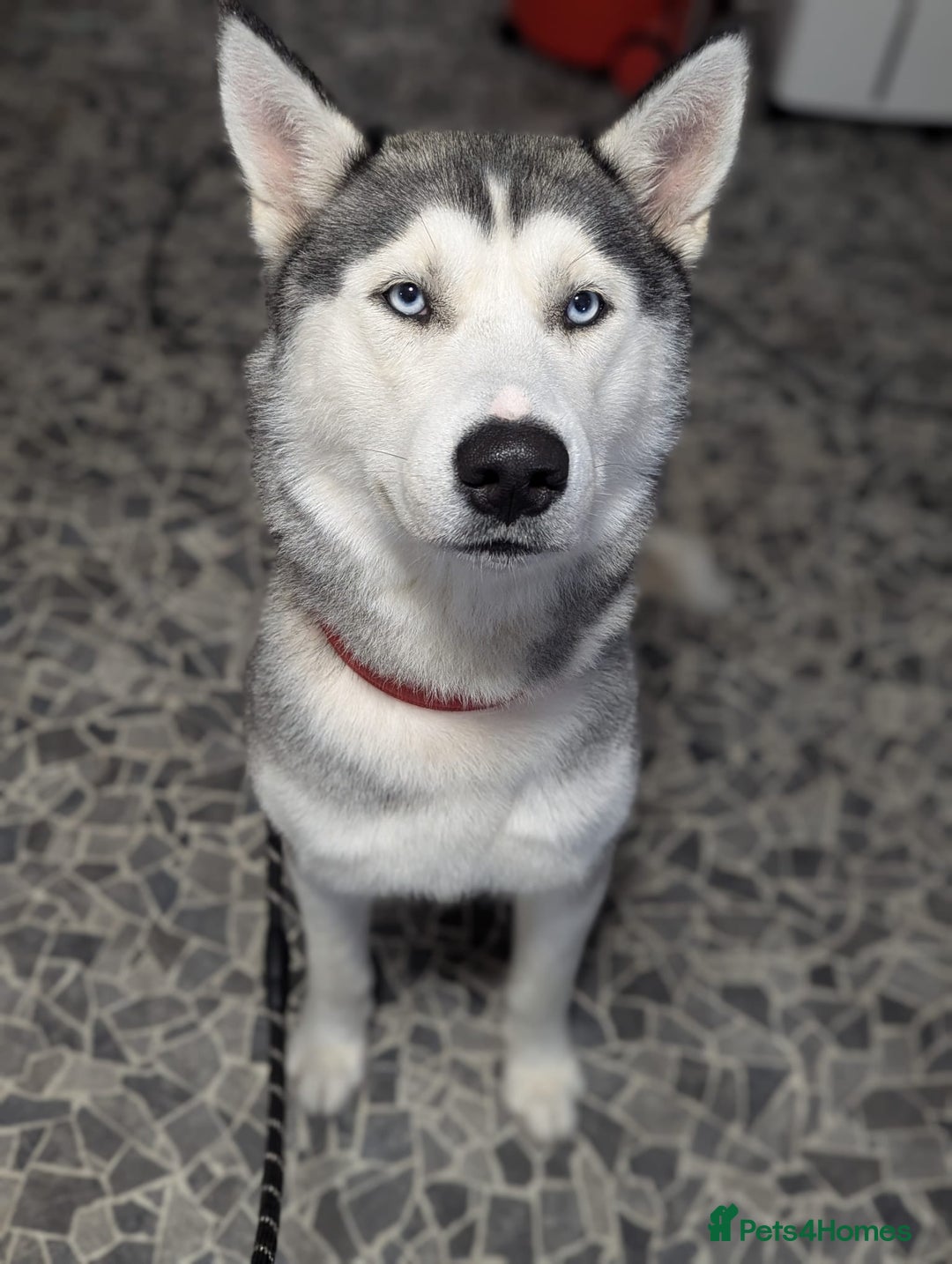 Siberian Husky dogs for stud: Gorgeous boy for stud - Image 2
