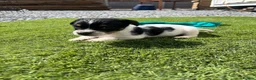 Jack Russell dogs for sale: 5 adorable Jack Russell puppies 🐶❤️ - Advert 3