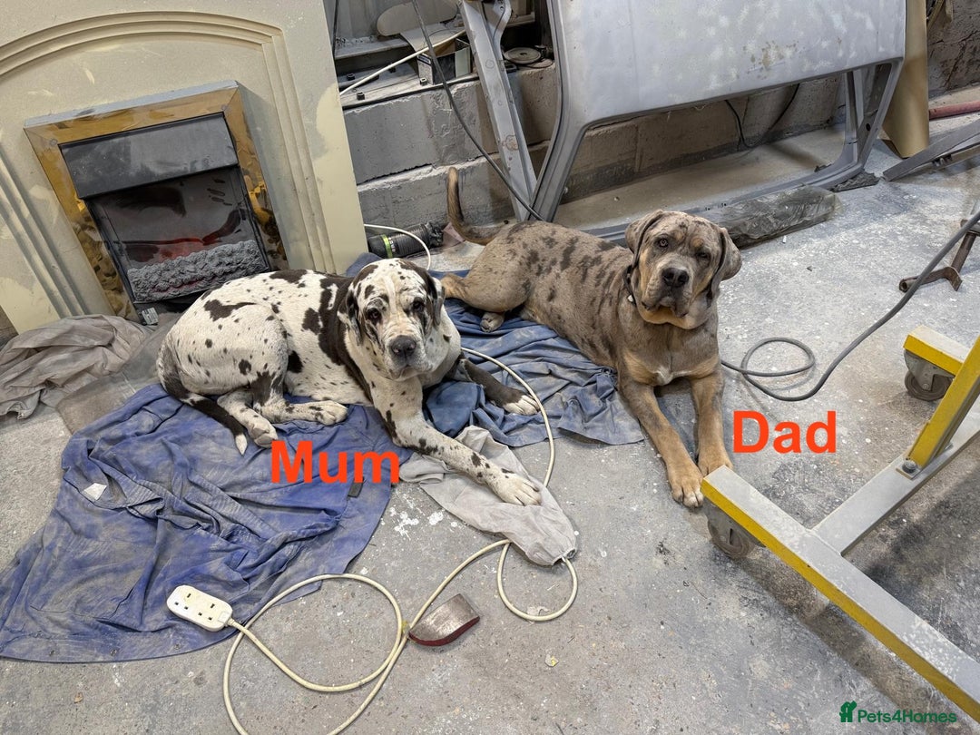 Cane Corso dogs for sale: Stunning Merle Cane Corso Puppies for sale - Image 4