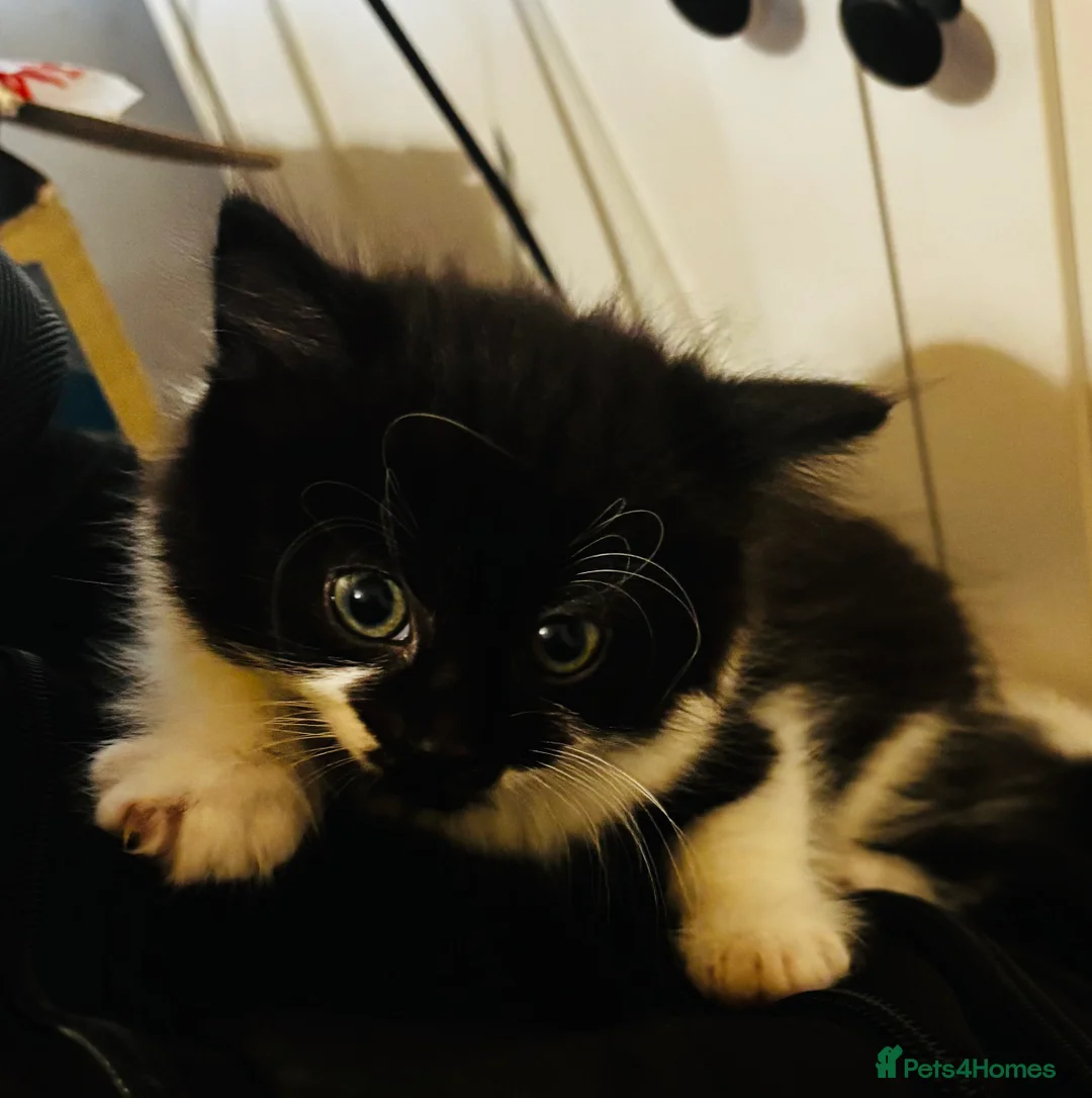 Mixed Breed cats for sale: Playful and lovely kittens  - Advert 2