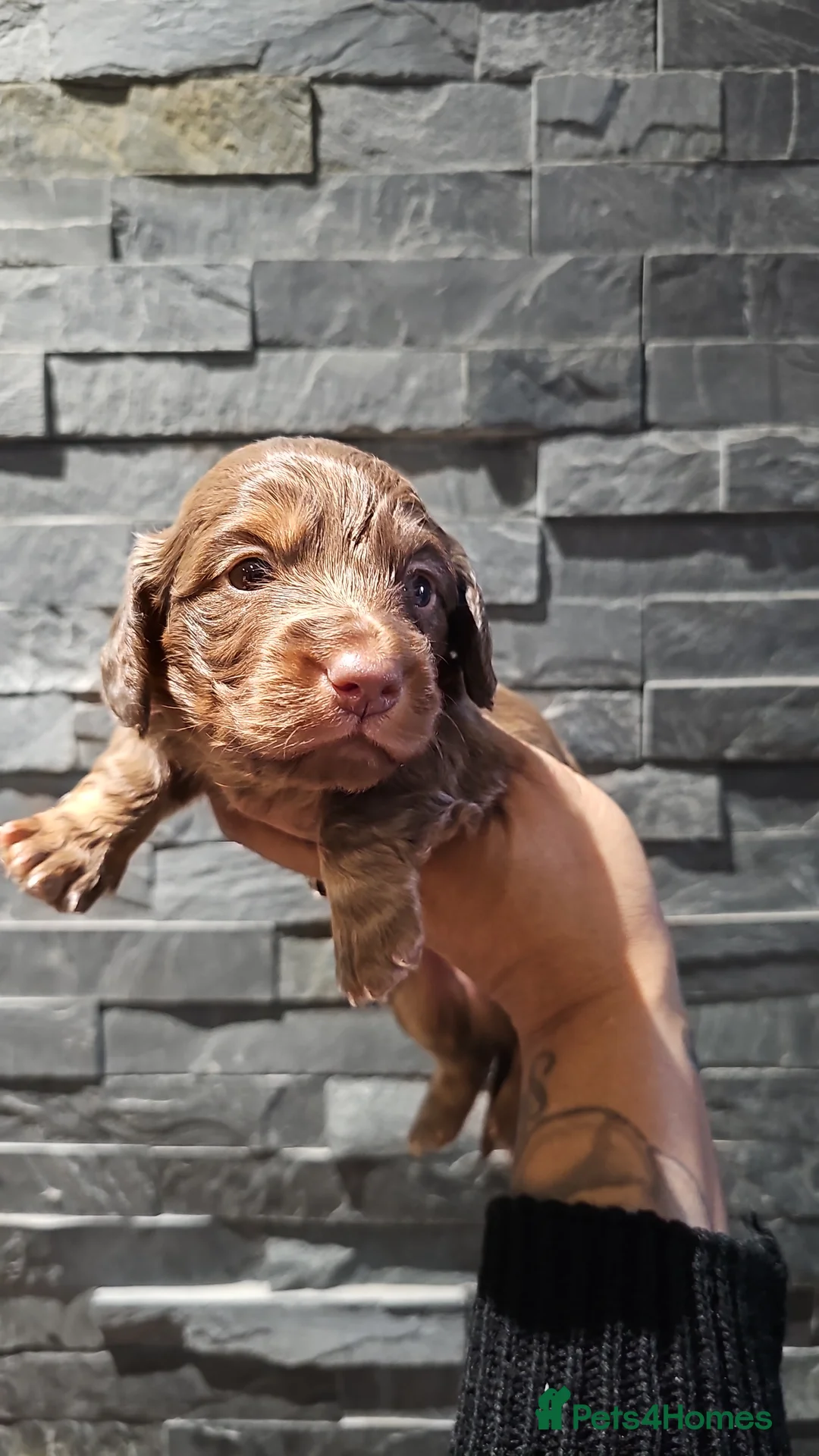 Miniature Dachshund dogs for stud: **RogueRoyales Luxe** PRA Clear Long Hair in Wolverhampton - Advert 18