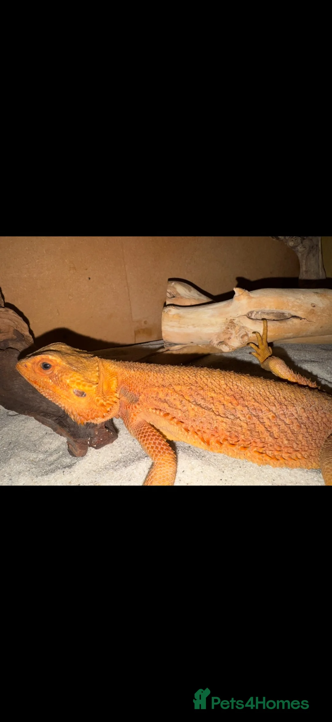 Bearded Dragon reptiles for sale: Mango the bearded dragon  - Advert 3