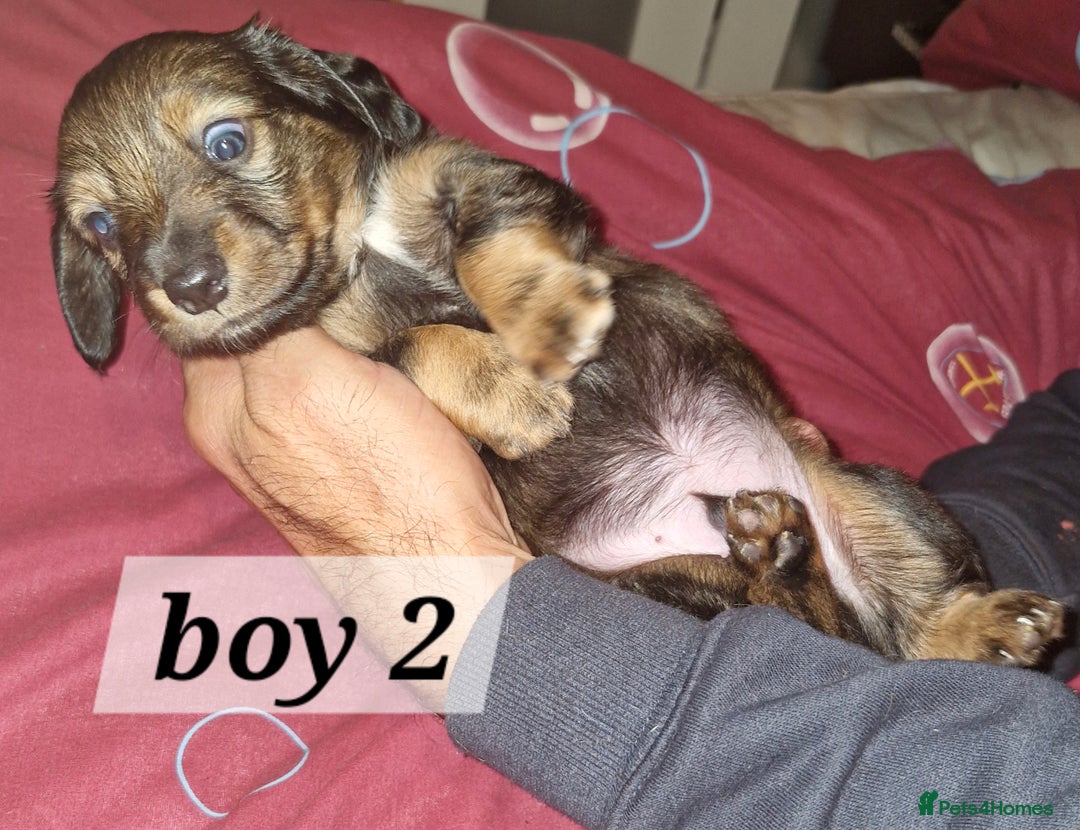 Dachshund dogs for sale: 7 beautiful dachshunds puppys - Image 16