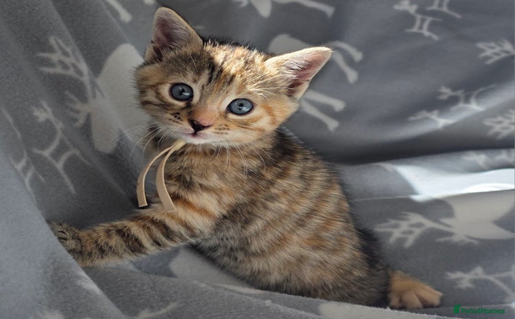 Bengal cats - Advert 4