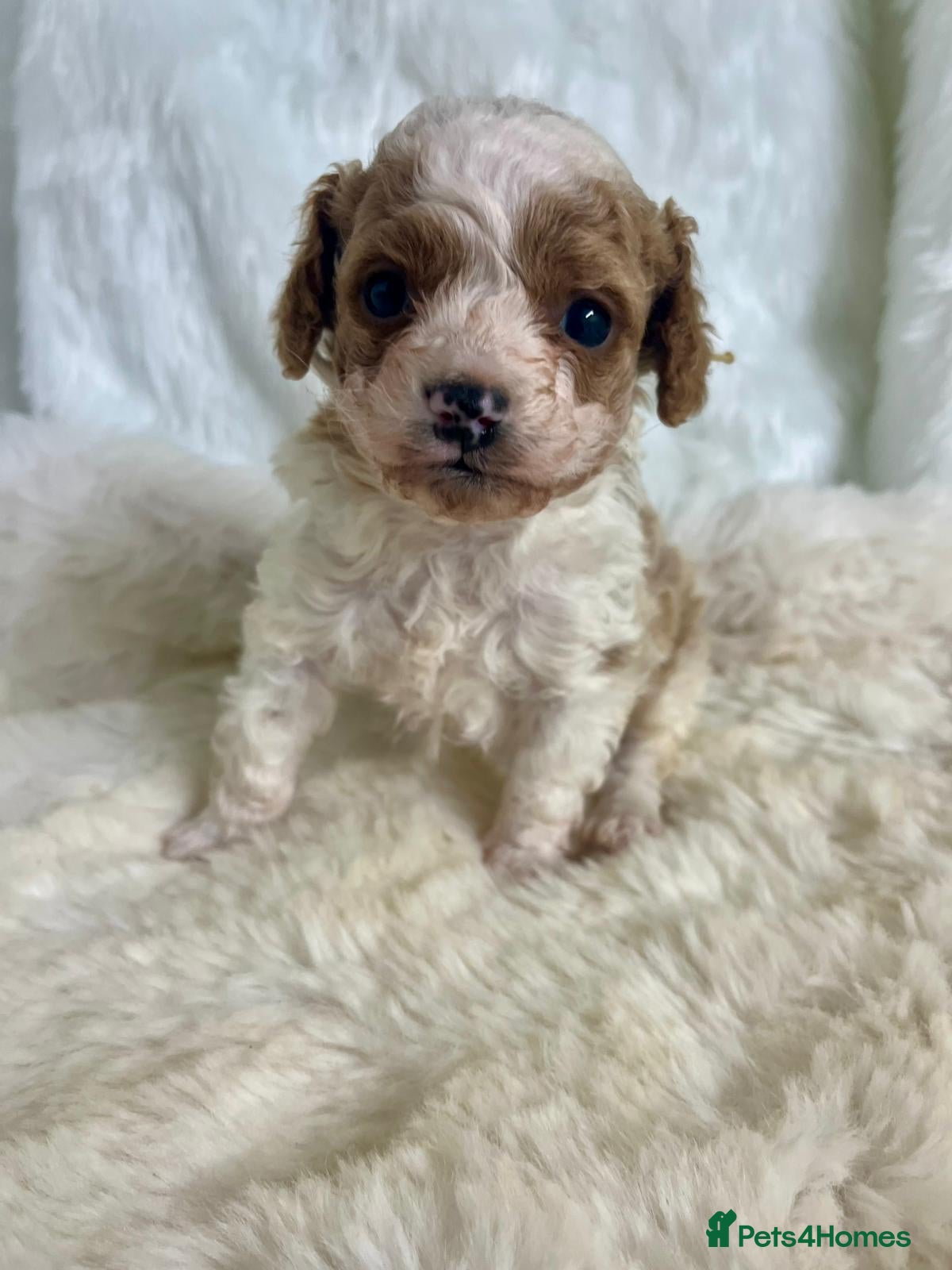 Cavapoo dogs Top Class Extensively tested Toy Cavapoo pups - Advert 2