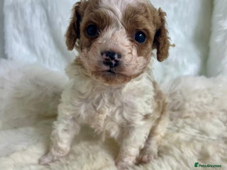 Cavapoo dogs Top Class Extensively tested Toy Cavapoo pups - Advert 2