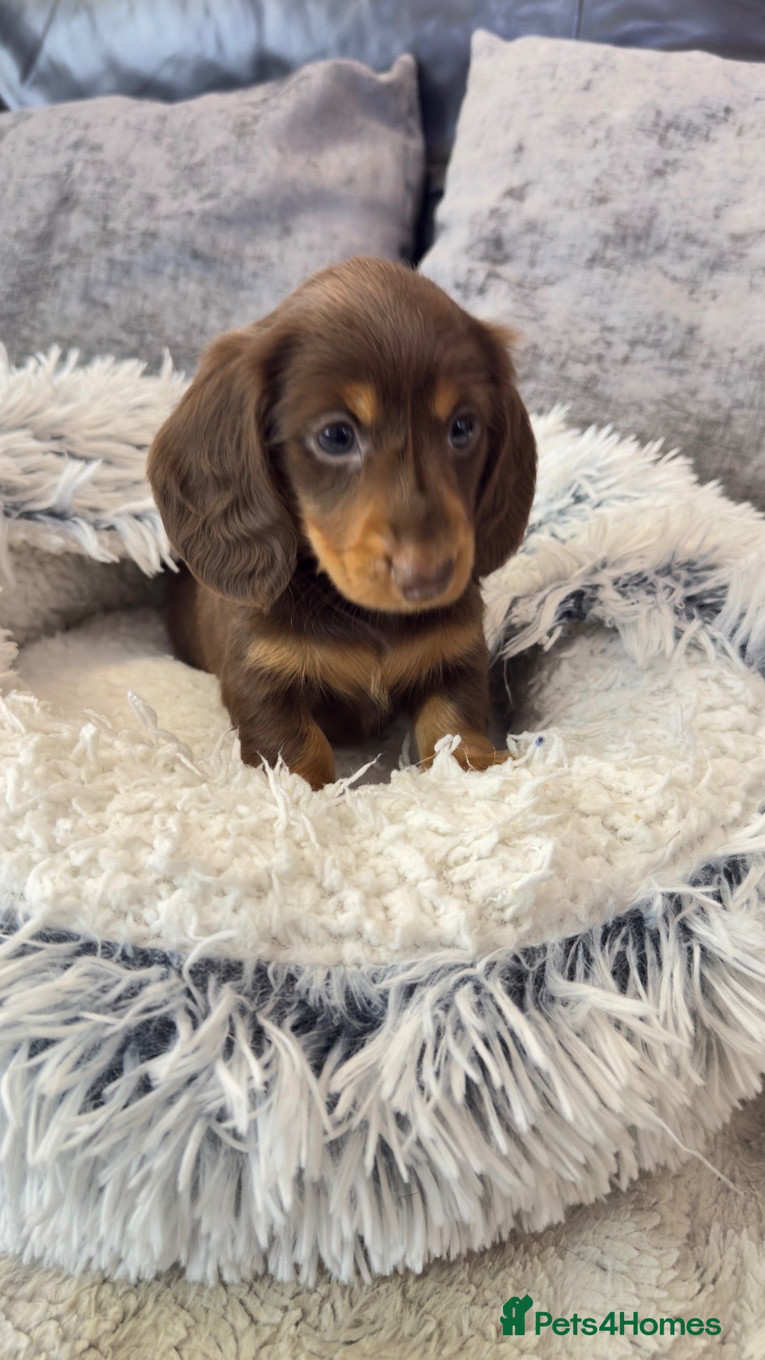 Miniature Dachshund dogs long & short hair miniture Daxi puppy’s 4 girls 💕 - Advert 2