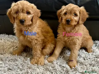 Mini Goldendoodle dogs One male one female health tested F1 gold puppies - Advert 10