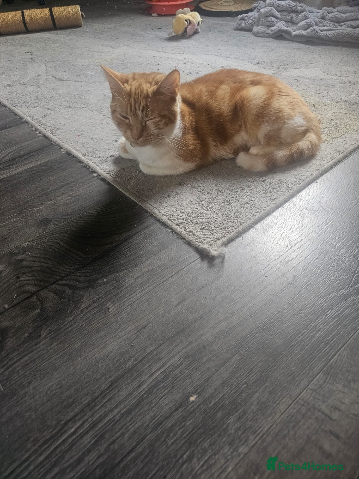 Mixed Breed cats Three quarters ginger bengals  - Advert 1