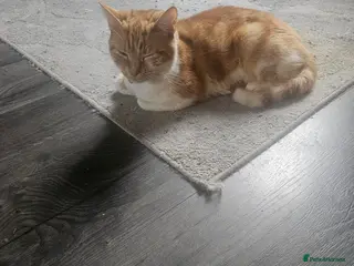 Mixed Breed cats Three quarters ginger bengals - Advert 1