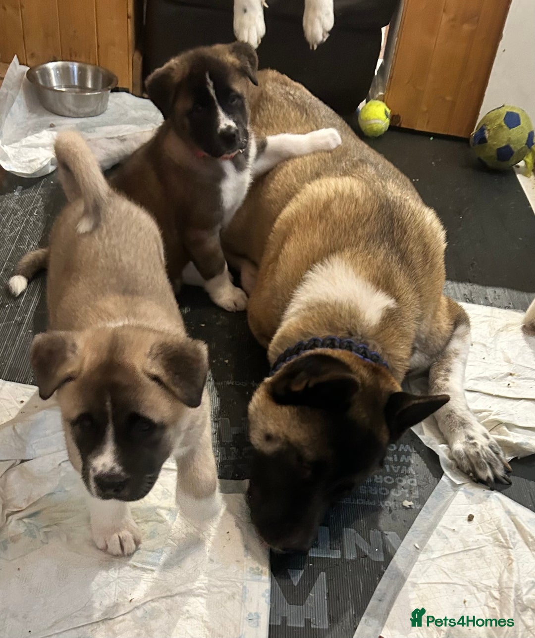 Akita dogs for sale: Akita Puppies for Sale - Advert 26
