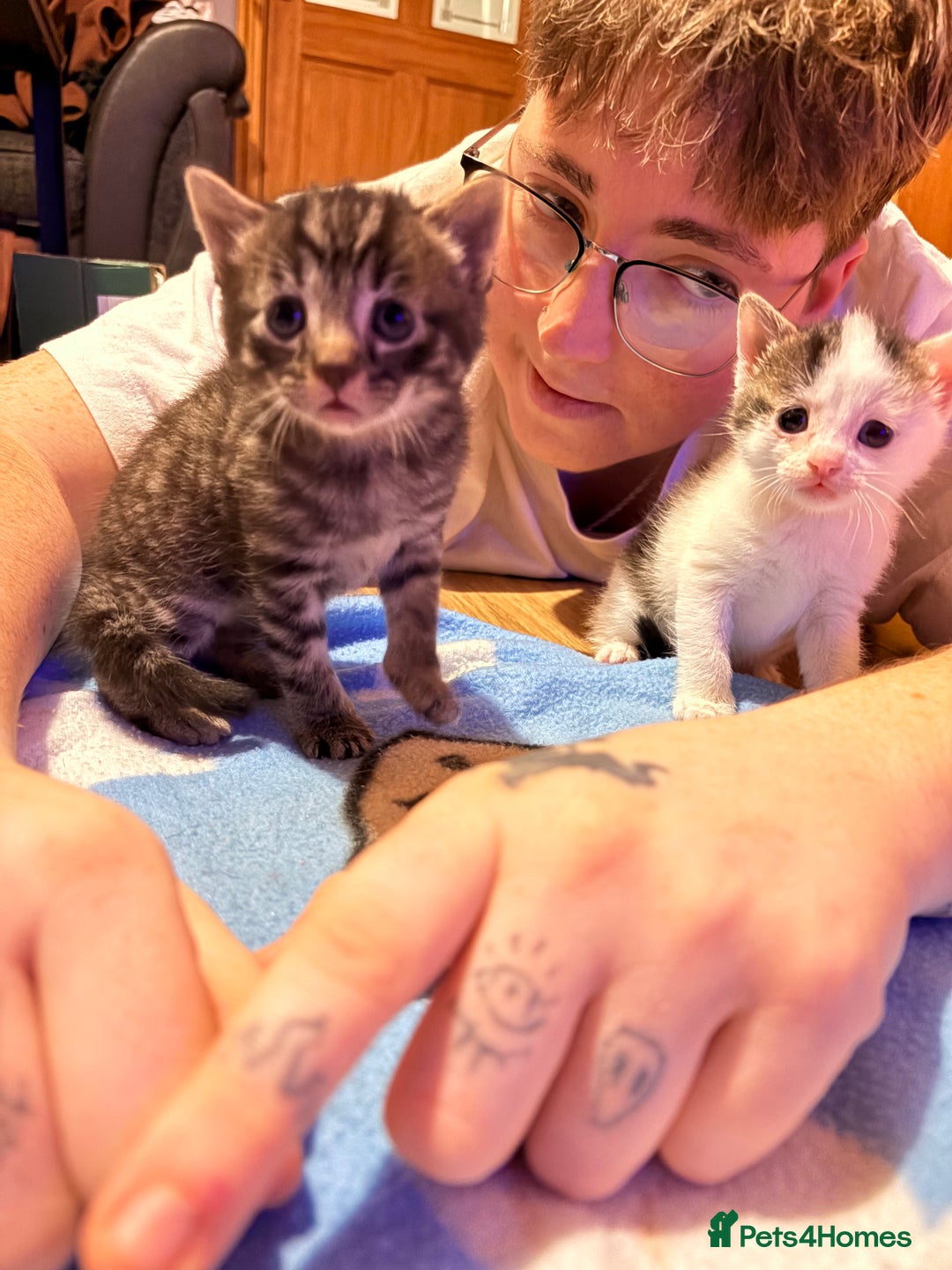 Mixed Breed cats for sale: 1 Female and 1 Male - Advert 7