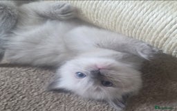 Ragdoll cats for sale: Stunning Ragdolls  - Image 28