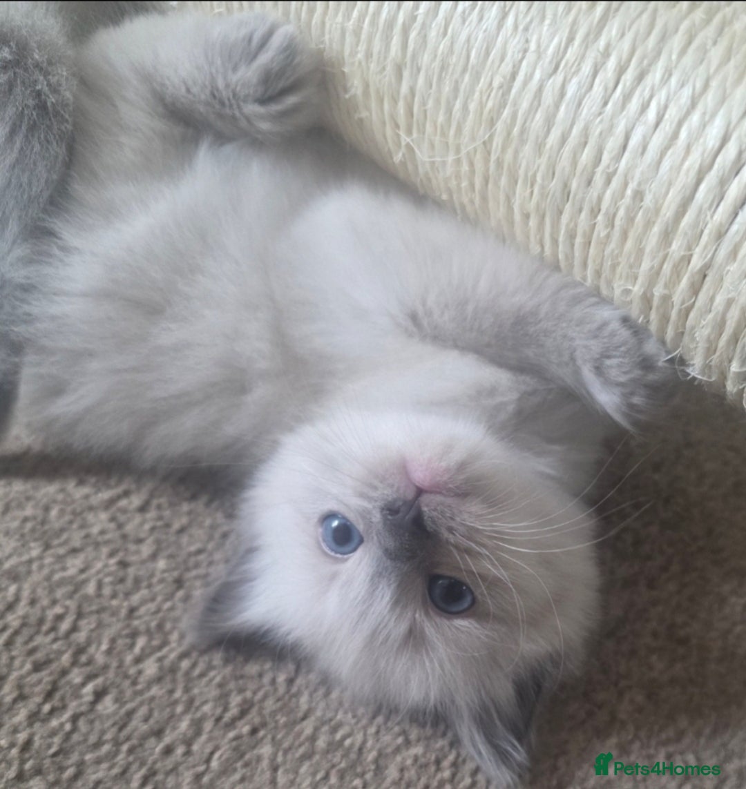 Ragdoll cats for sale: Stunning Ragdolls  - Image 28