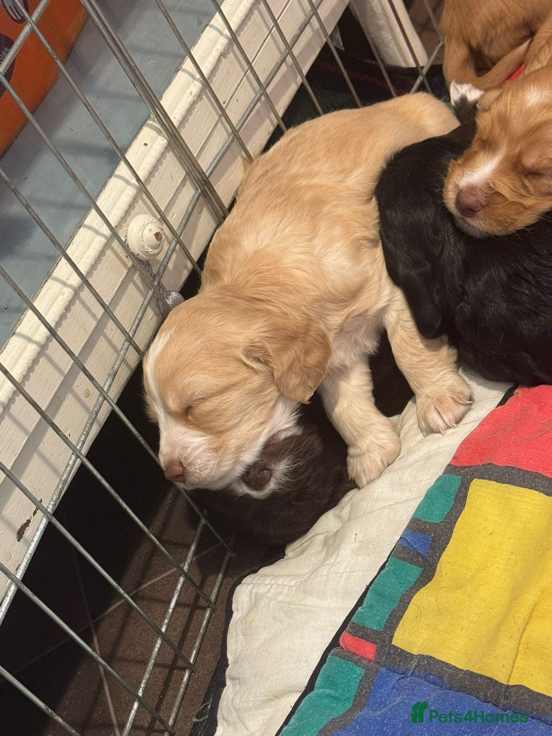 Sprocker dogs for sale: Sprocker Spaniel pups - born 28/08/25 - Image 4
