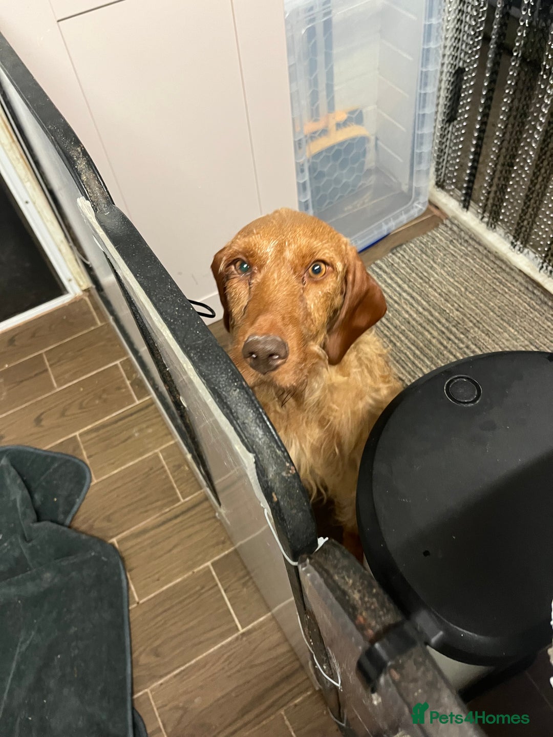 Hungarian Vizsla dogs for sale: Hungarian Wirehaired Vizsla Puppies  - Image 4