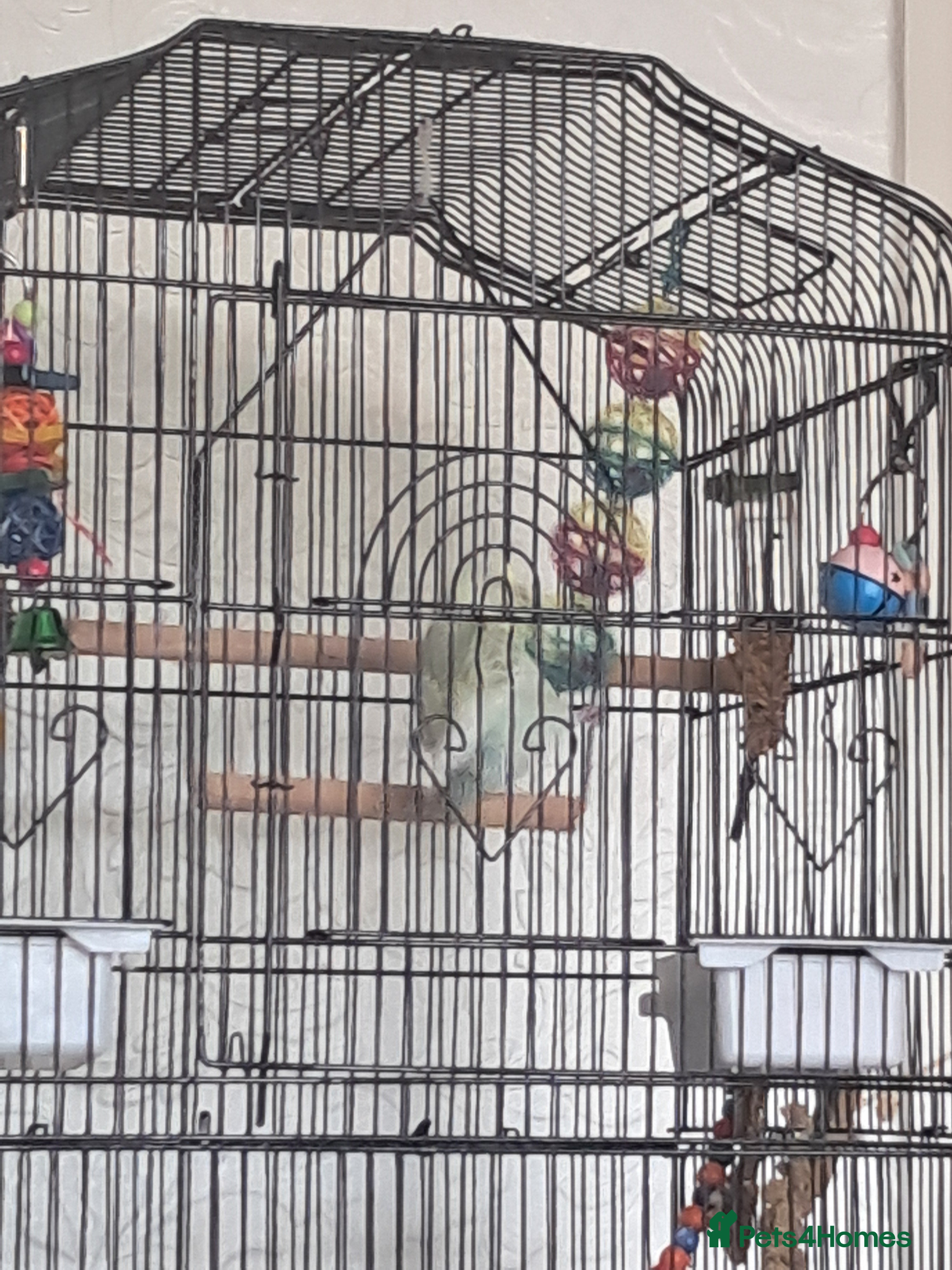 Budgerigars birds Budgie and cage in Hartlepool - Advert 7