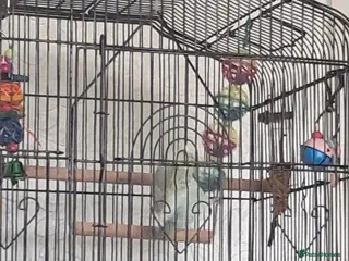 Budgerigars birds Budgie and cage in Hartlepool - Advert 7