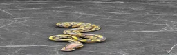 Python Snake reptiles for sale: Baby / Juvenile Ball Pythons  - Advert 3