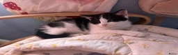 Mixed Breed cats for sale: REDUCED beautiful litter off kittens - Advert 4