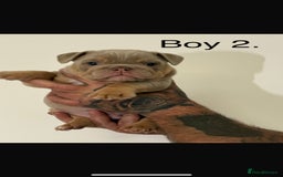 English Bulldog dogs for sale: Fully Suited Lilac & Tan boys  - Image 7