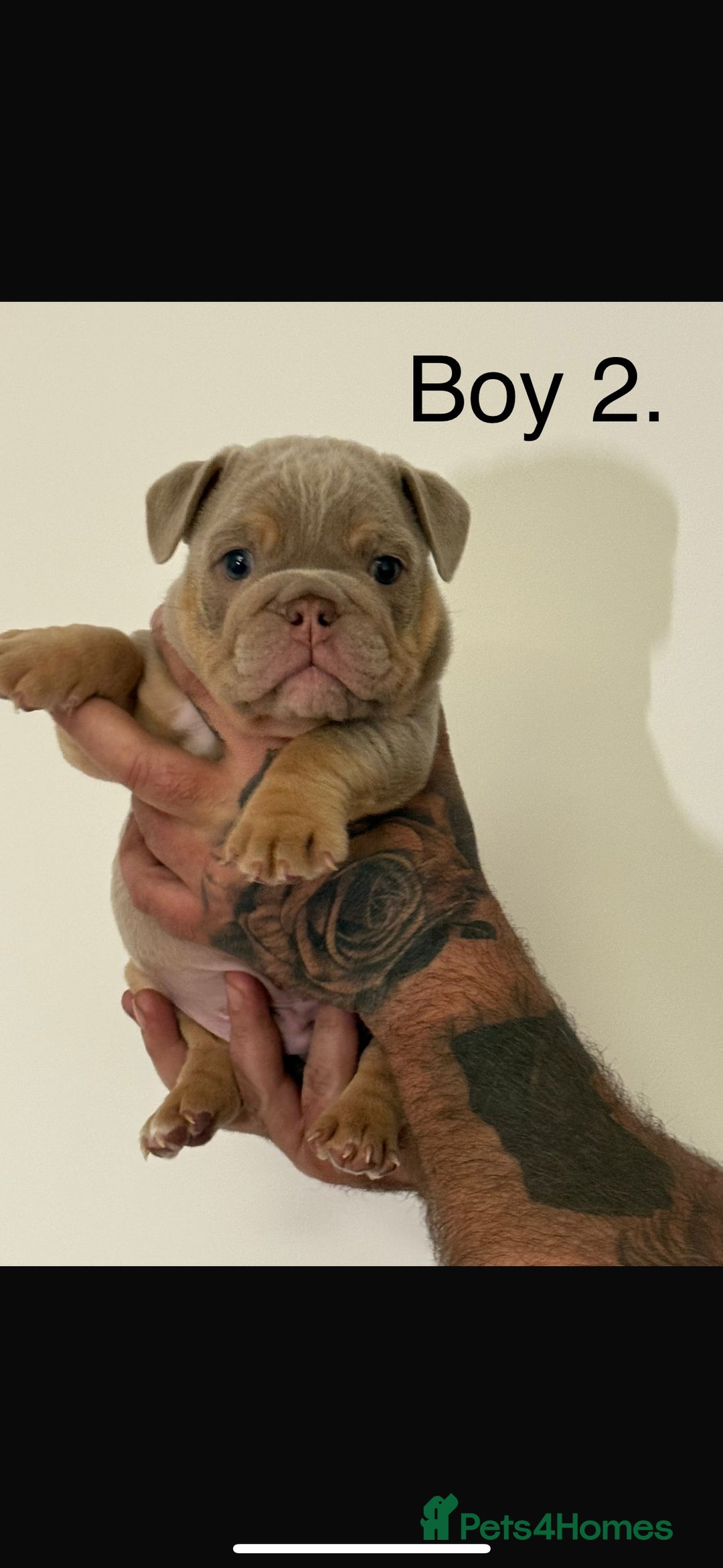English Bulldog dogs for sale: Fully Suited Lilac & Tan boys  - Image 7