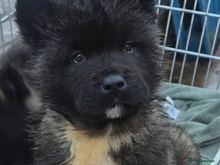 Akita dogs AMERICAN AKITA BLACK MASK BEARS - Advert 1