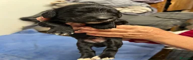 Cocker Spaniel Puppy 3
