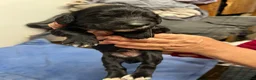 Cocker Spaniel dogs for sale: Cocker spaniel puppy’s  - Advert 12