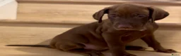 Mixed Breed dogs for sale: Beautiful Staffy/Viszla Puppies for Loving Homes - Advert 9