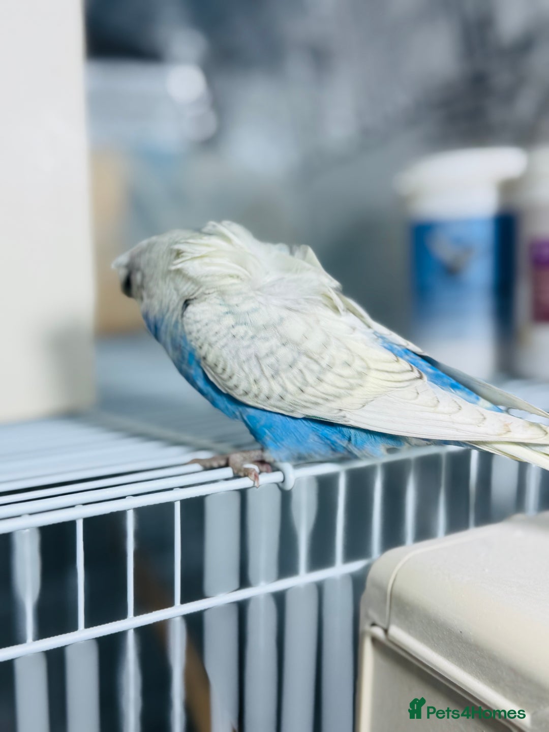 Budgerigars birds for sale: Spangle split black face Hogoromo budgies - Advert 9