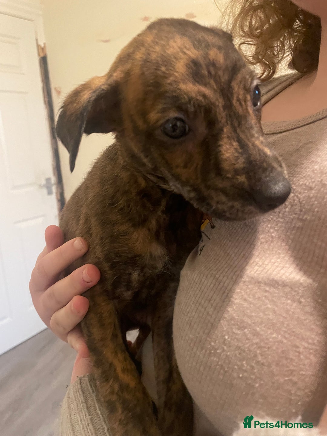 Lurcher dogs for sale: Greyhound/deerhound brindle lurchers - Advert 28