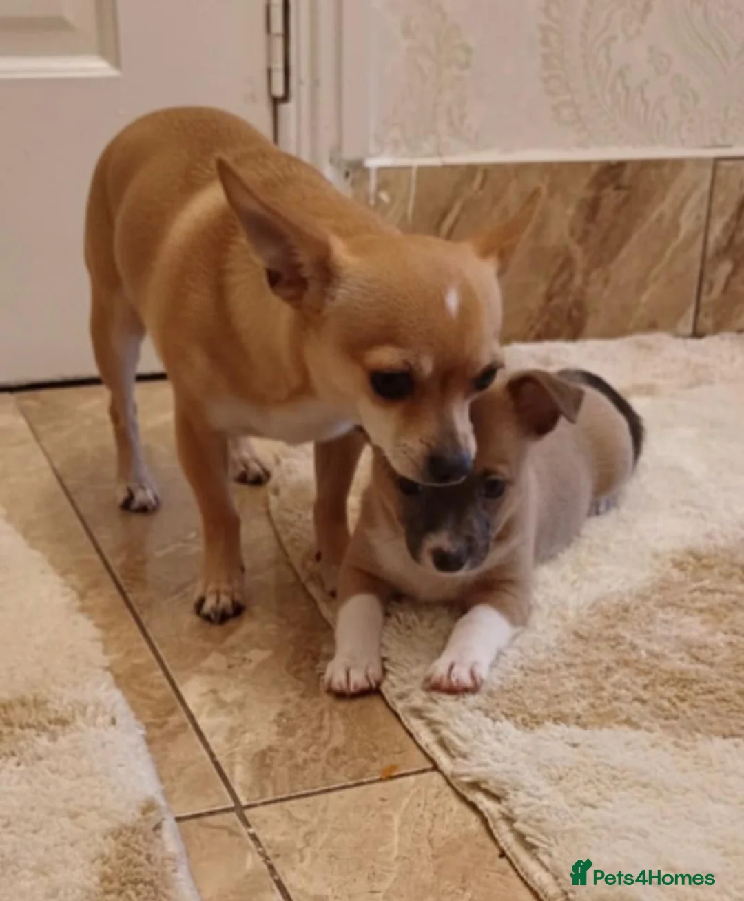 Chihuahua dogs for sale: Chihuahua Puppies  - Advert 10
