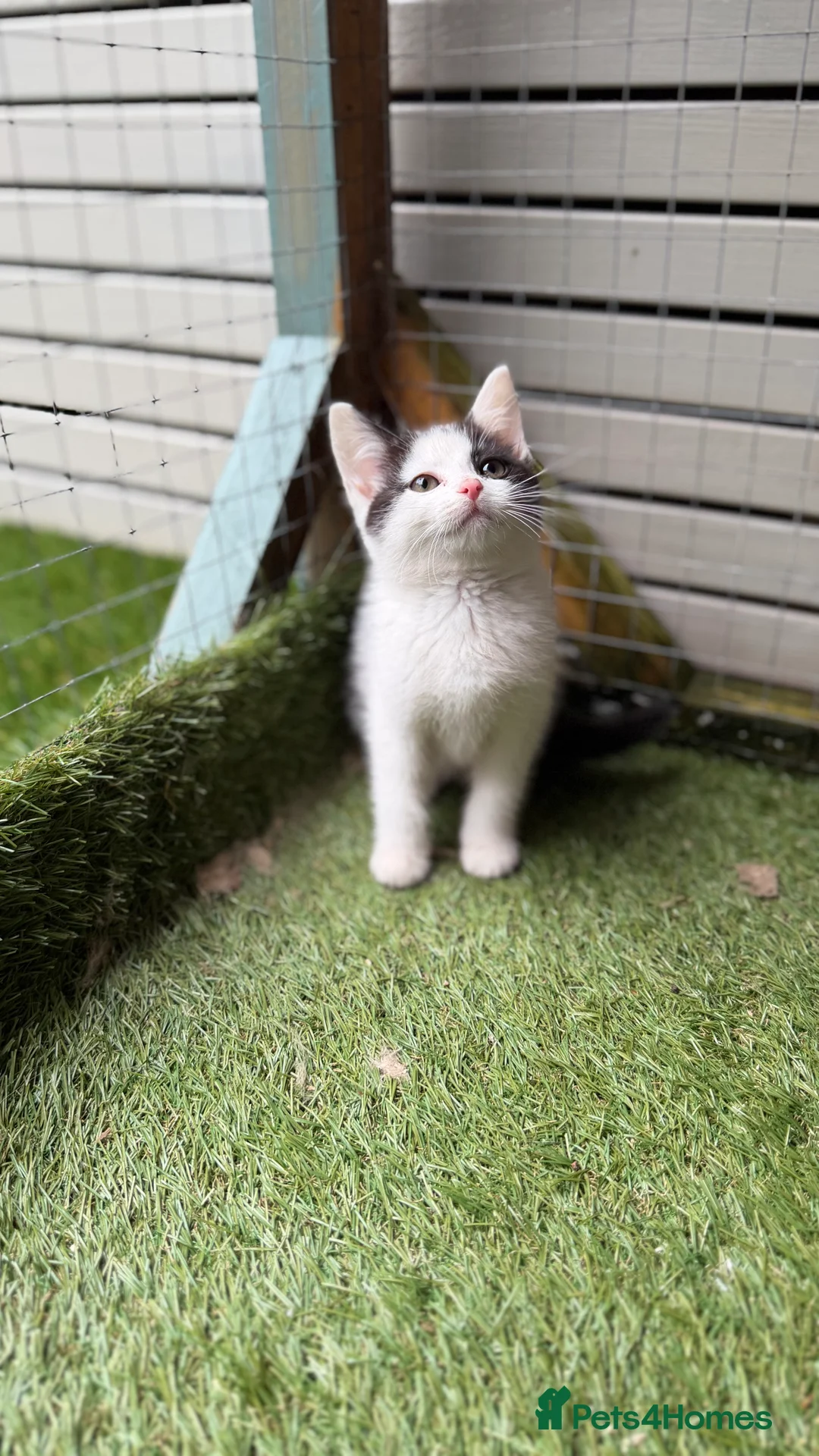 Mixed Breed cats for sale: Bsh cross  - Advert 4