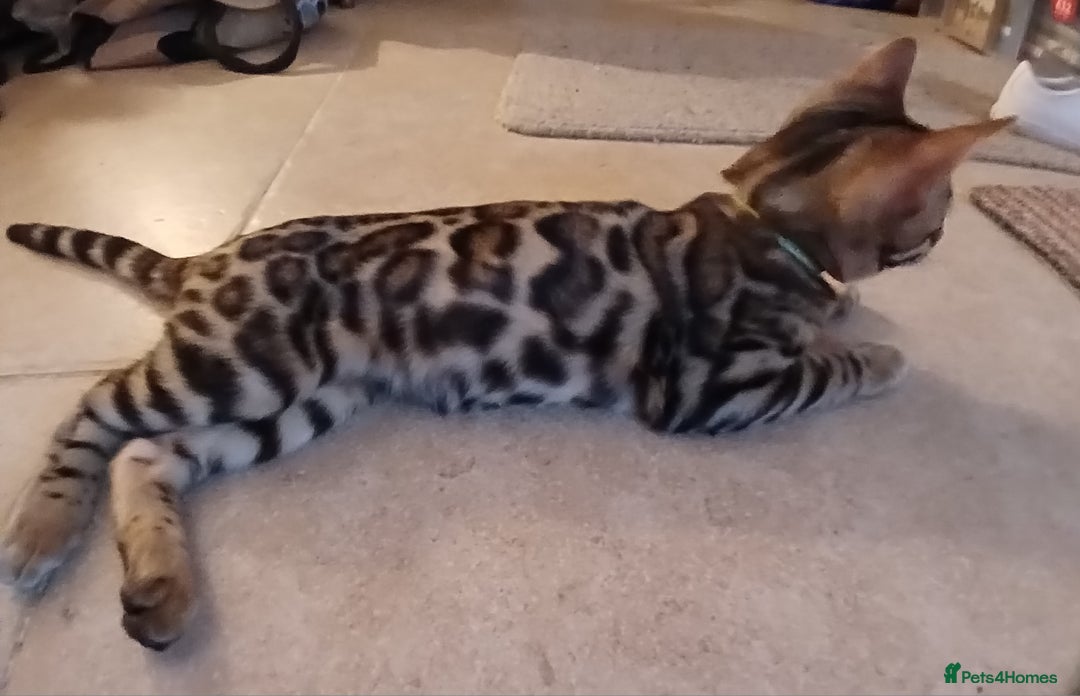 Bengal cats for sale: 3 Beautiful Bengal Kittens for sale - Image 5