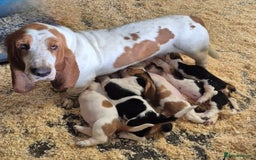 Basset Hound dogs for sale: KC BASSET HOUND PUPPIES, HEALTH TESTED PARENTS  - Image 7