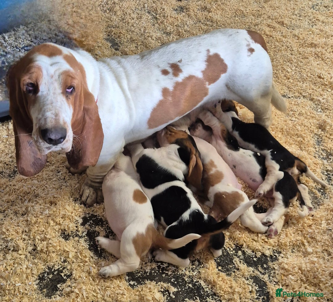 Basset Hound dogs for sale: KC BASSET HOUND PUPPIES, HEALTH TESTED PARENTS  - Image 7