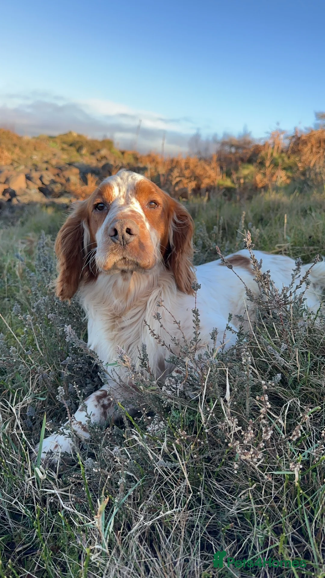 Cocker Spaniel dogs for stud: Kentwone Bayley in Carlisle - Advert 4