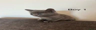 Milo 