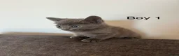 Mixed Breed cats for sale: Stunning kittens available ready now  - Advert 32