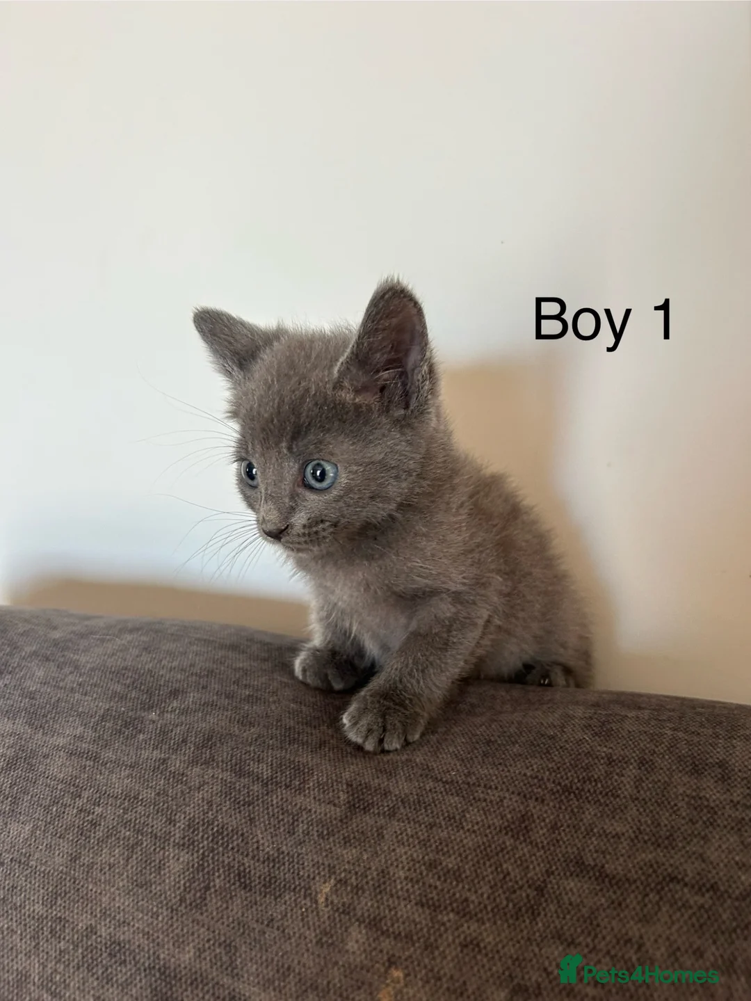 Mixed Breed cats for sale: Stunning kittens available ready now  - Advert 28
