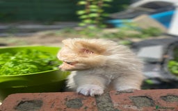 Pomeranian dogs for sale: Beautiful Russian bloodline Pomeranian puppies - Image 30