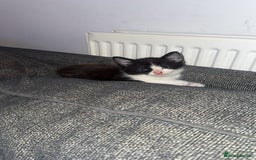 Mixed Breed cats for sale: X 2 black and white female kittens - Image 2