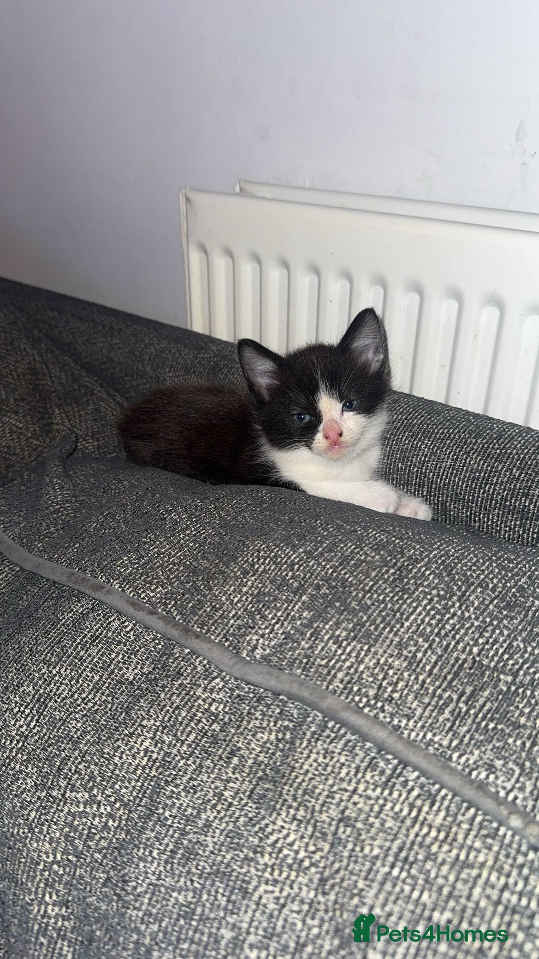 Mixed Breed cats for sale: X 2 black and white female kittens - Image 2