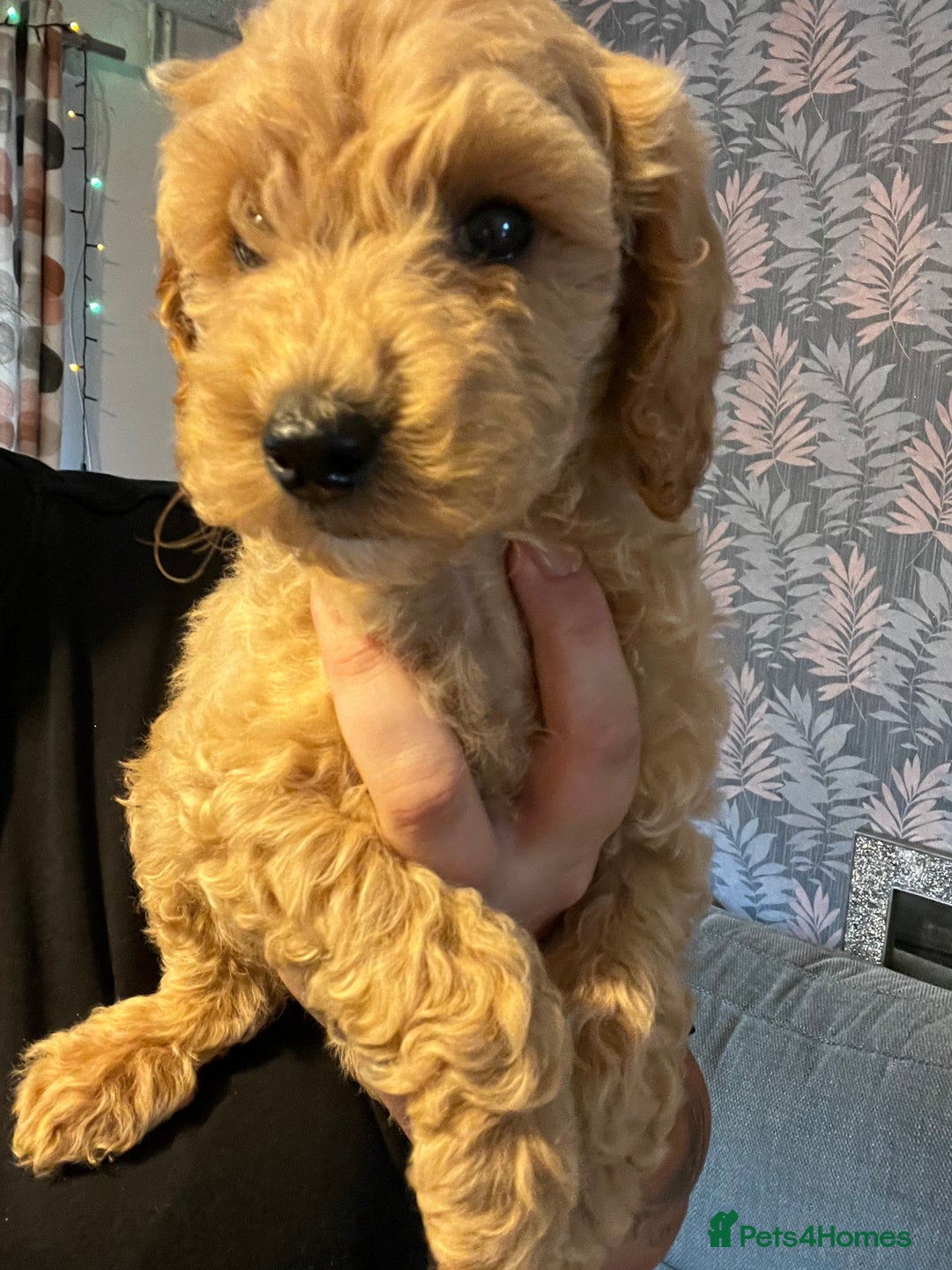 Cockapoo dogs for sale: 3 gorgeous cockapoo puppies  - Image 2